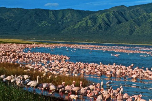 14 Days Wildlife and Beach Safari