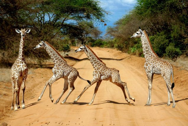 3 Days 2 Nights Tsavo east Safari From Mombasa