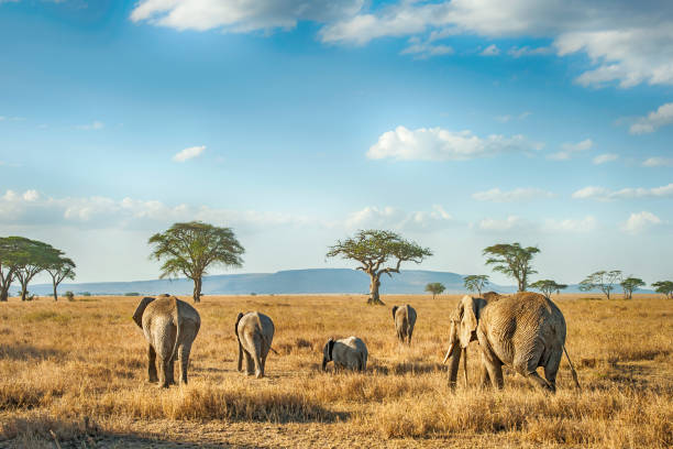 Kenya and Tanzania Budget camping safari