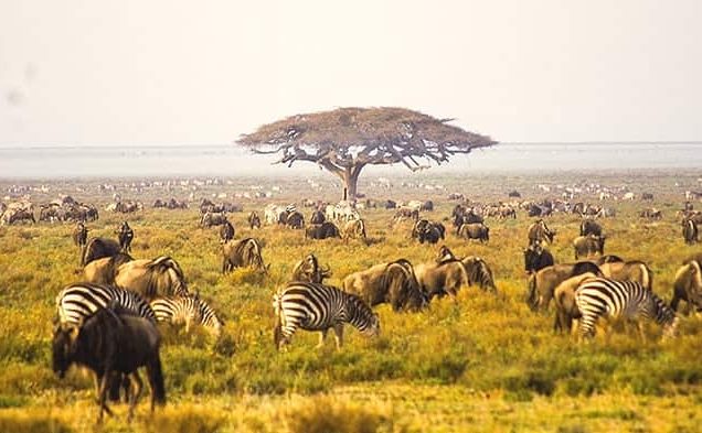 Kenya and Tanzania Budget camping safari