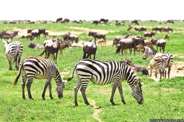 Kenya and Tanzania Budget camping safari