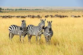 Kenya and Tanzania Budget camping safari