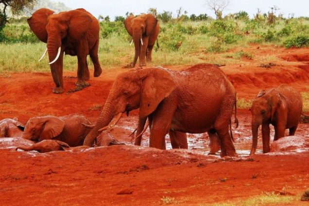 3 Days 2 Nights Tsavo east Safari From Mombasa