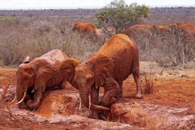 Tsavo