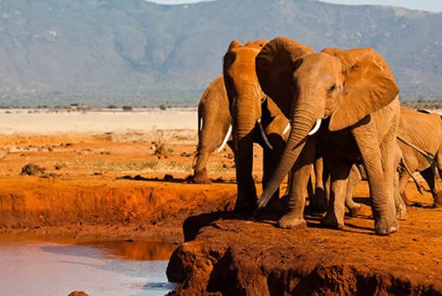 3 Days 2 Nights Tsavo east Safari From Mombasa