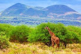 3 Days 2 Nights Tsavo east Safari From Mombasa