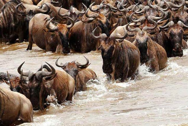 8 days Tanzania migration special tour