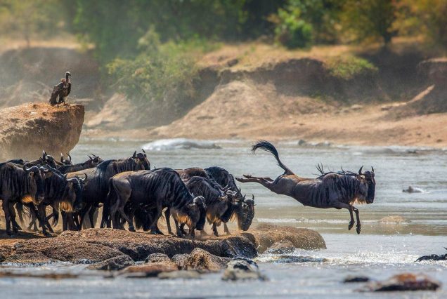 8 days Tanzania migration special tour