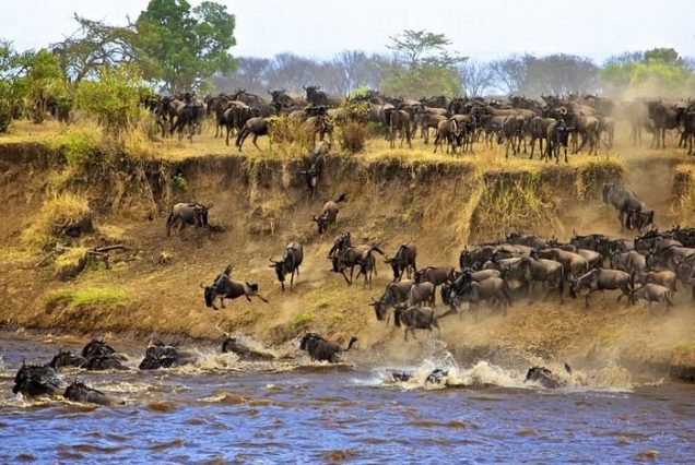 8 days Tanzania migration special tour