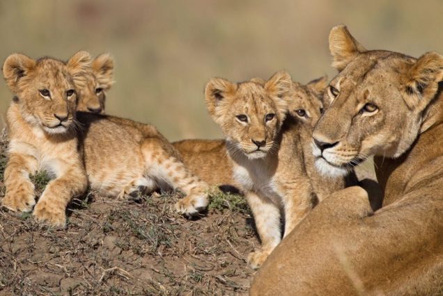 3 Day Tented Camp Safari to Masai Mara scaled 1 1080x670