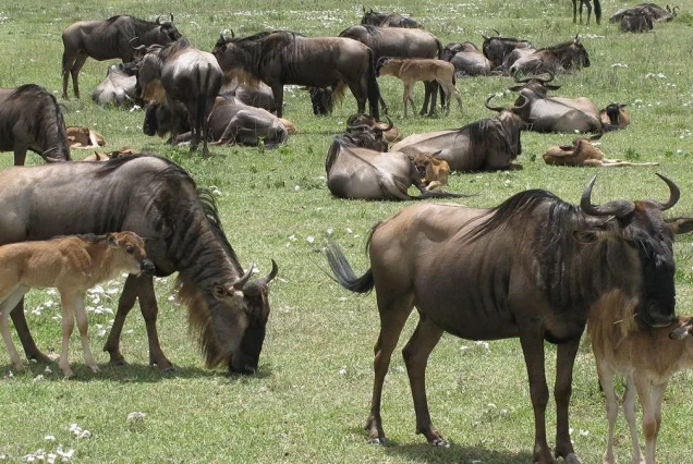 7 days ndutu area wildebeest migration safari 1200x675