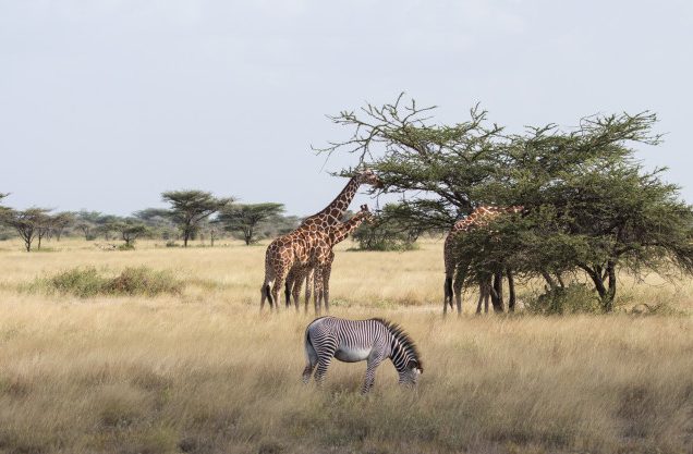 6 Nights Kenya Budget safari