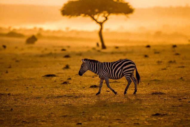 thrilling adventure with our 8 Days 7 Nights Tanzania Budget Safari, designed for savvy travelers eager to experience the wonders of Tanzania