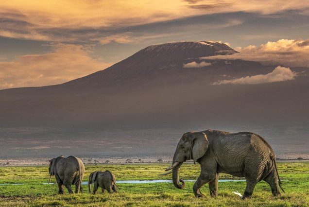 Amboseli05