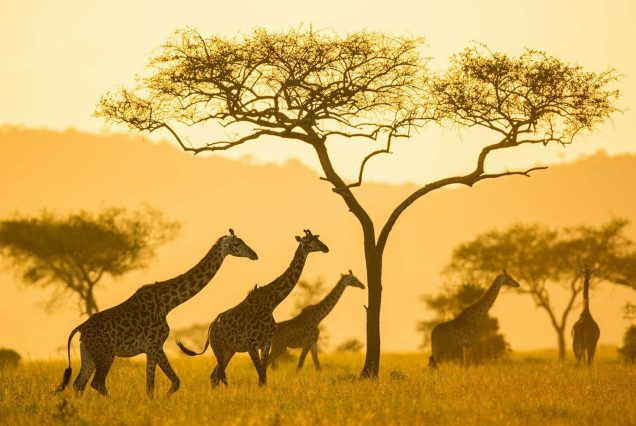 Giraffe Serengeti