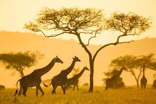 Giraffe Serengeti