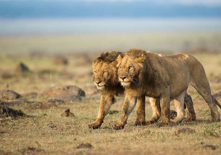 Chrismass in Maasai Mara
