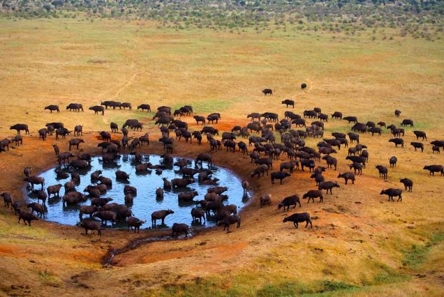 Meru National Park Safari