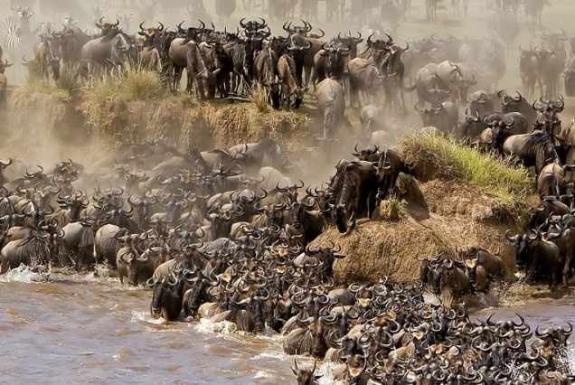 Serengeti safaris migration