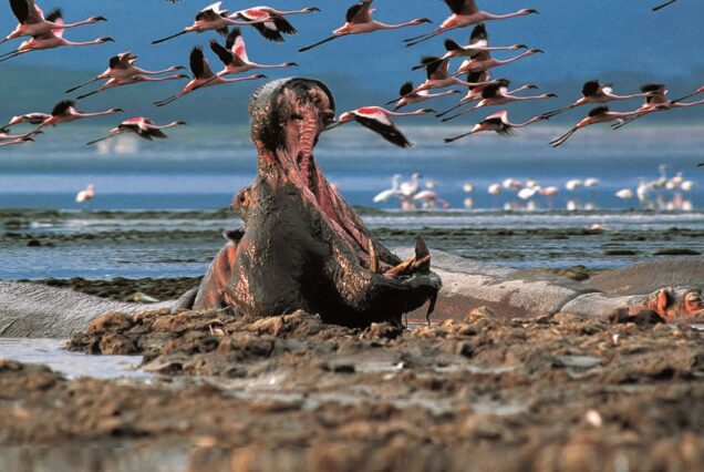 4 Days Kenya Safari Lake Nakuru Maasai mara