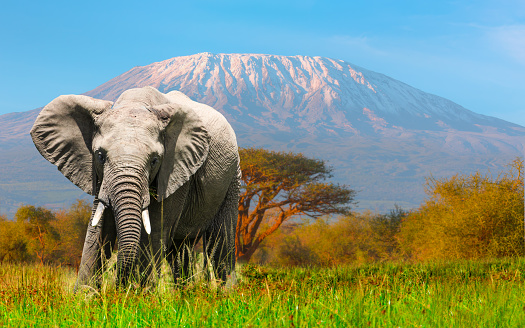 2-Day Amboseli National Park Tour From Nairobi
