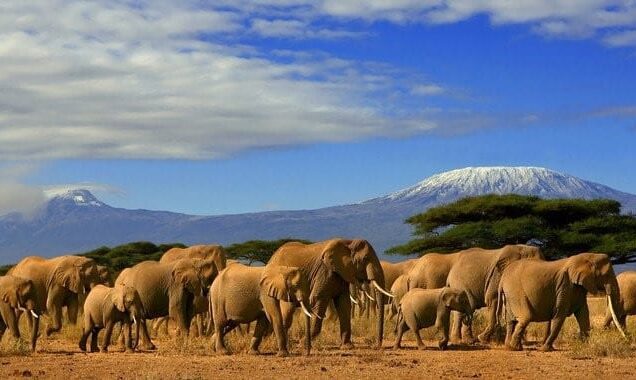 2 Day Amboseli National Park Tour From Nairobi