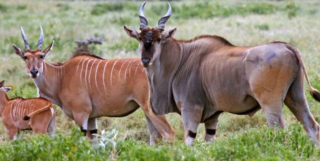 Hells Gate Lake Naivasha Day Trip