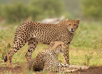 Maasai Mara Daily Joining Departures 