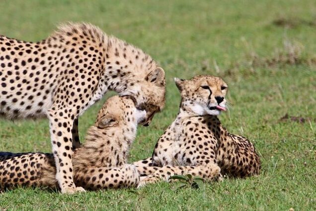 Maasai Mara Daily Joining Departures 