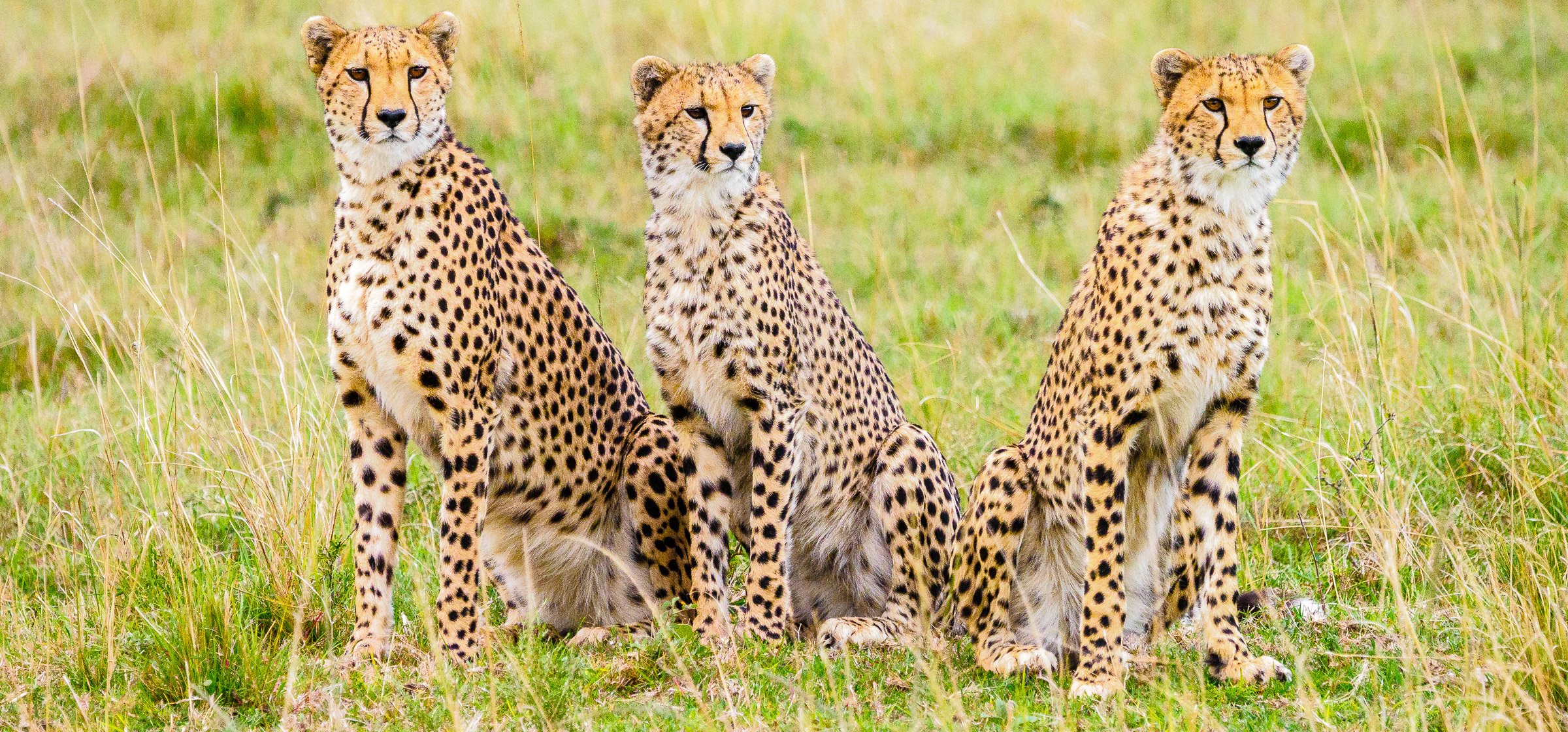 Maasai Mara Daily Joining Departures 