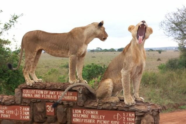 Nairobi National Park Day Excursion
