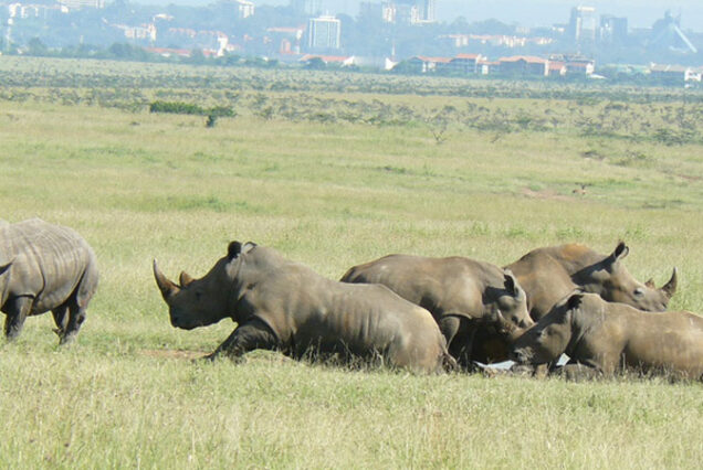 Nairobi National Park Day Excursion
