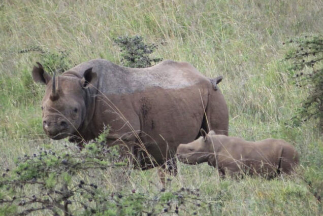 Nairobi National Park Day Excursion