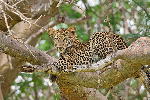 14 days Bush and Beach safari