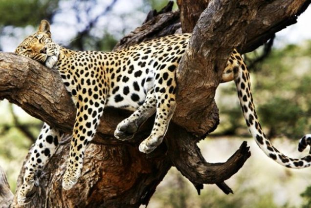 14 days Bush and Beach safari