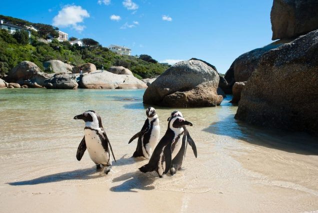 South Africa Package Deals