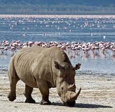 4 Days Maasai mara Nakuru Budget safari