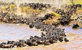 4 Days Maasai mara Nakuru Budget safari