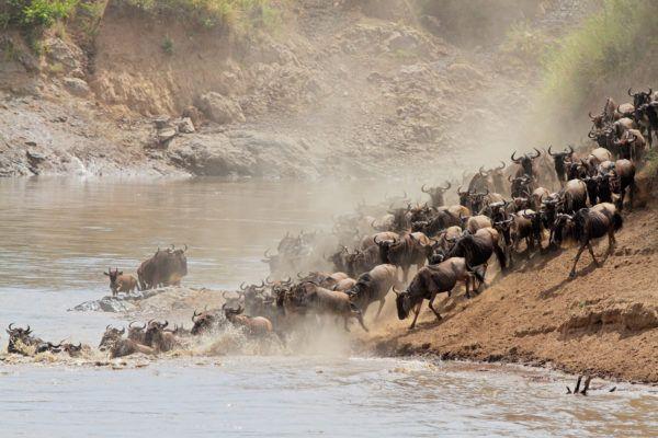 4 Days Maasai mara Nakuru Budget safari