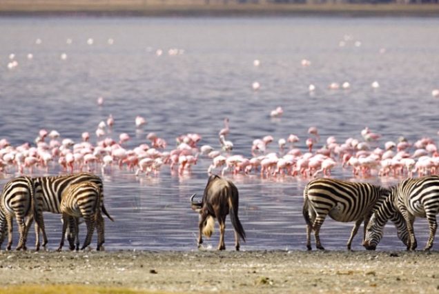 5 days amboseli Lake Nakuru Maasai Mara Budget safari
