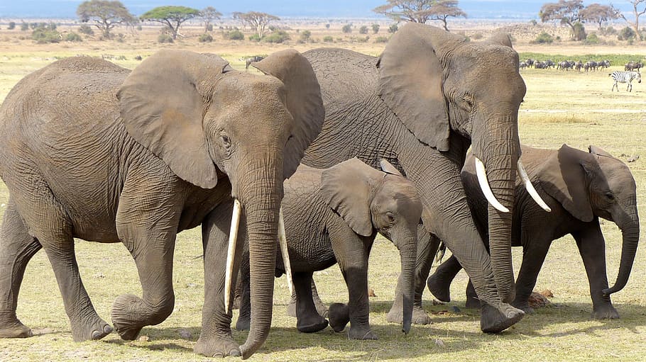 3 Days Amboseli Joining Safari