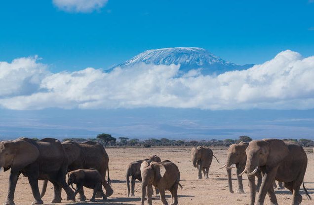 5 days amboseli Lake Nakuru Maasai Mara Budget safari