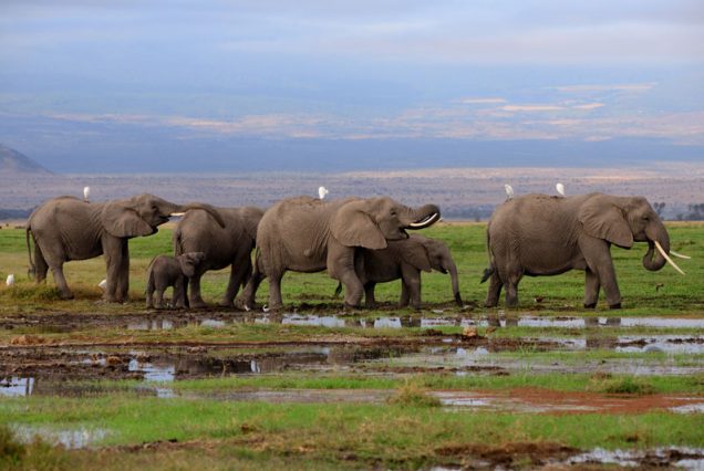 5 days amboseli Lake Nakuru Maasai Mara Budget safari