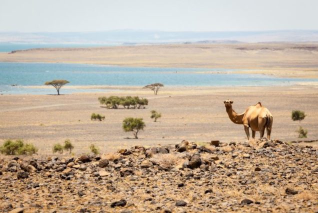 5 Days Chalbi desert safari