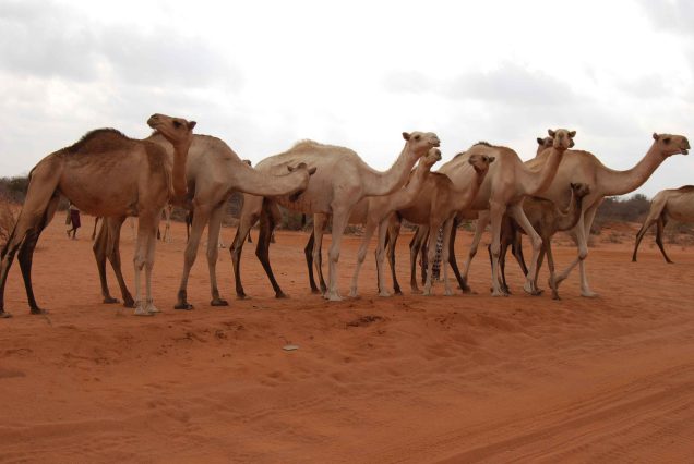 5 Days Chalbi desert safari