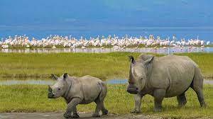  5 Days Wildebeest Migration Kenya