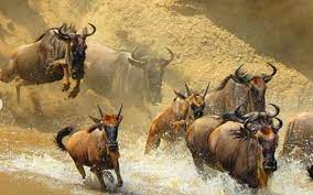  5 Days Wildebeest Migration Kenya