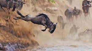 Maasai Mara Kenya  also known as the Masai Mara or the Mara, is a large game reserve located in southwestern Kenya, bordering Tanzania's Serengeti National Park.