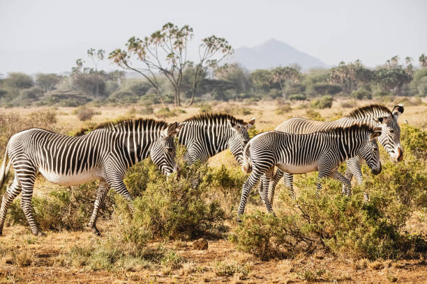 10 days 9 Nights Safari