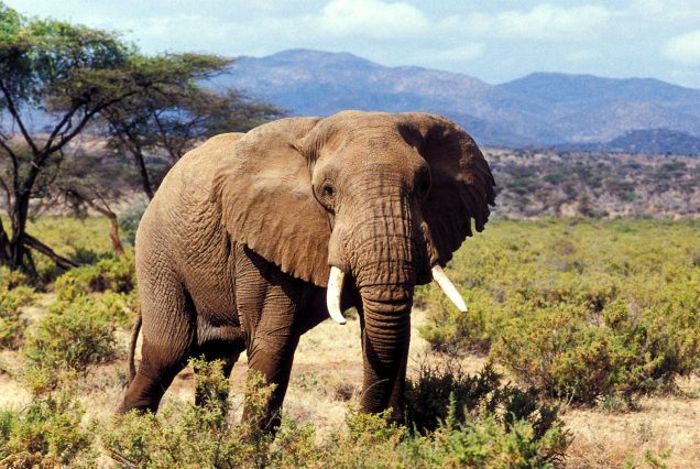 10 days 9 Nights Safari